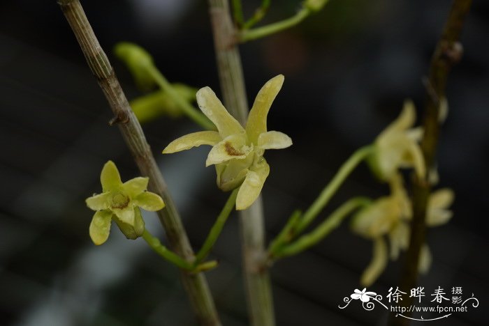 白百合花图片