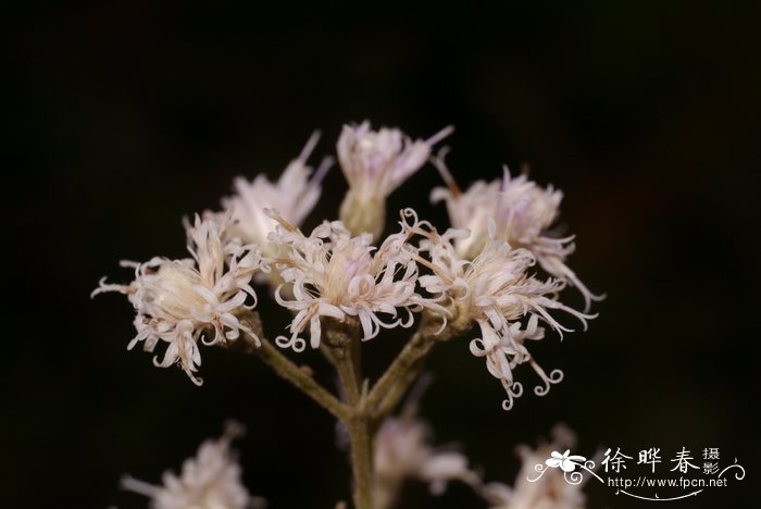 海棠开花后怎么处理