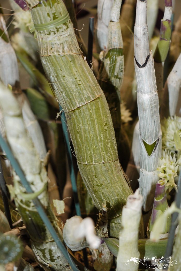 茉莉花用什么土养好