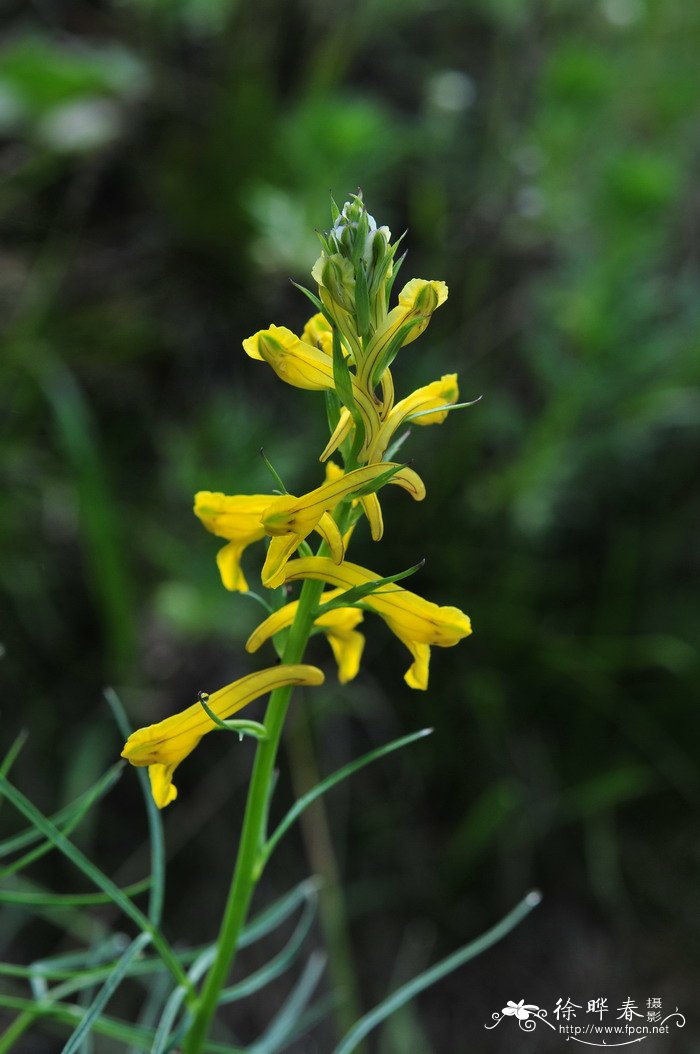 油菜种植