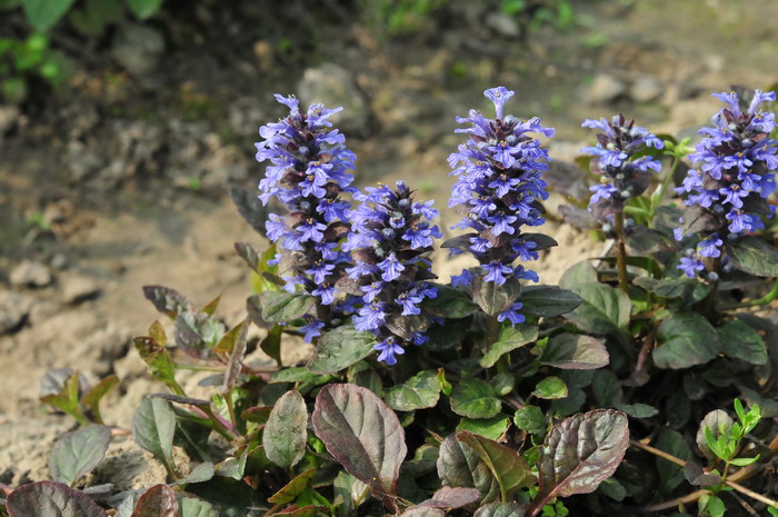 野蔷薇花语