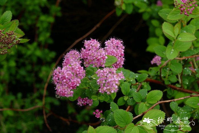 菠萝蜜产地