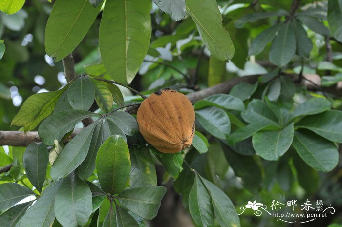 大面积种植什么树效益高