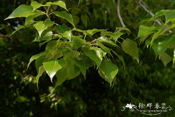 杜鹃花