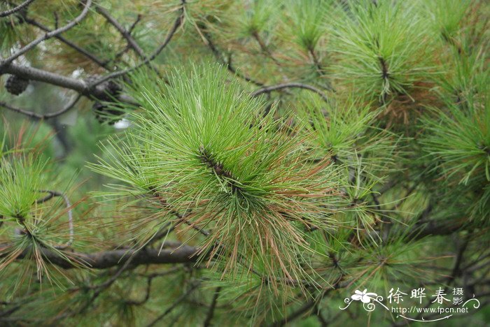 送老师什么花好