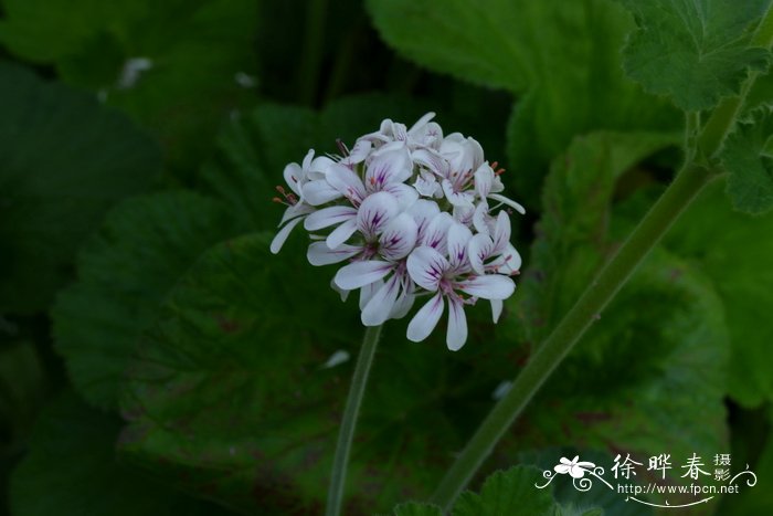 罗平县油菜花