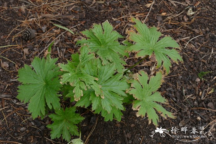 秦冠苹果