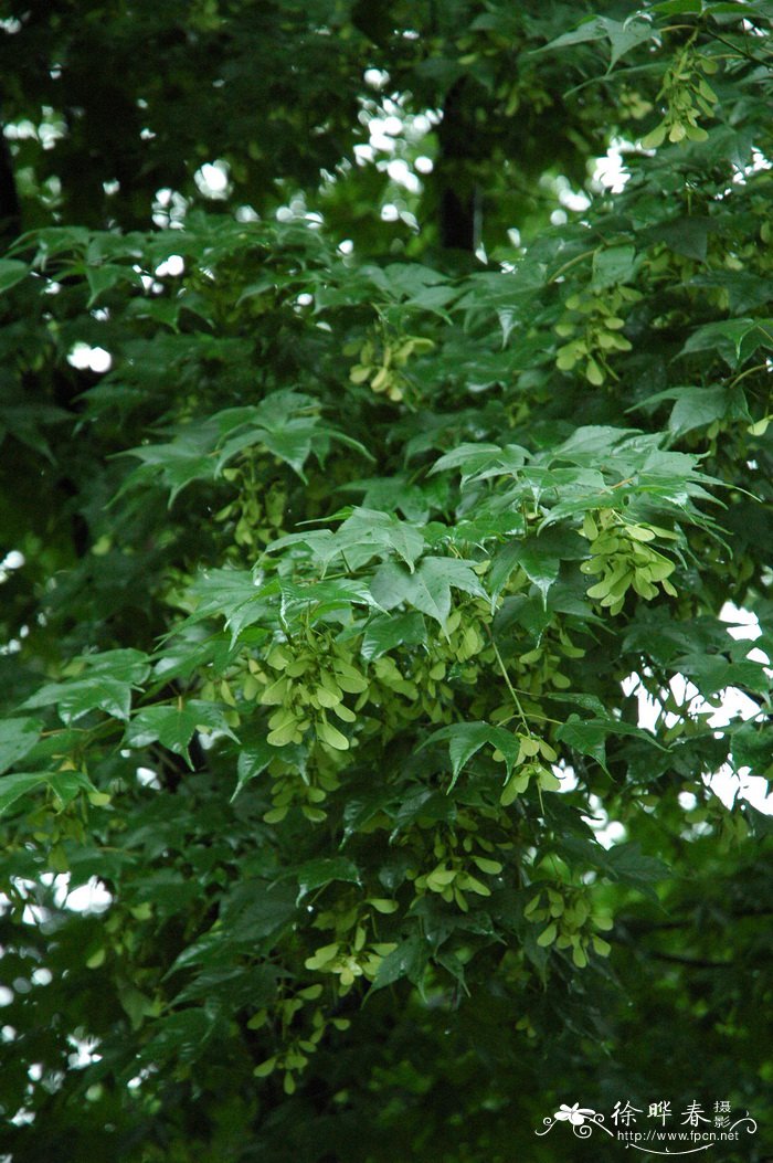 菠萝蜜产地在哪里