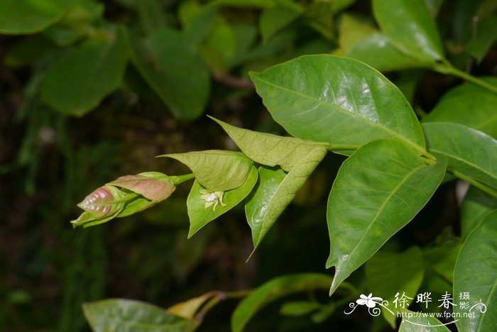 狗牙根草坪