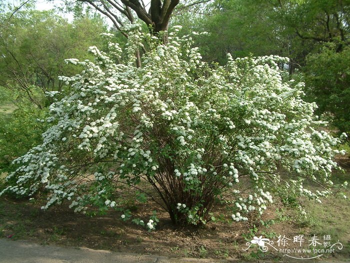 什么花草对净化空气好