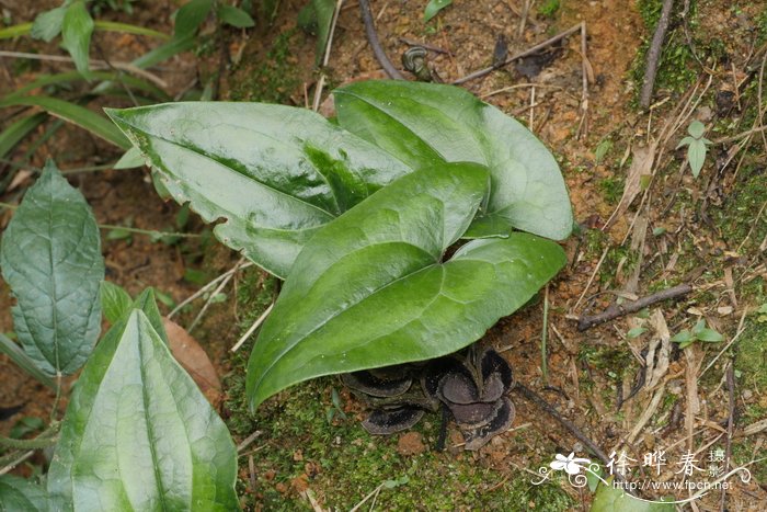 小番茄怎么种植方法