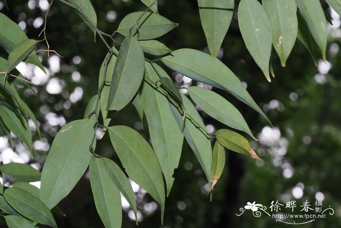 家中不宜养蕨类植物