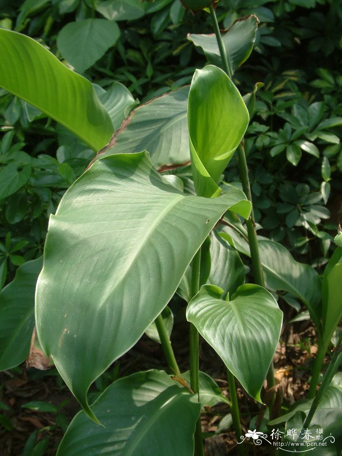 蓝花楹种植基地