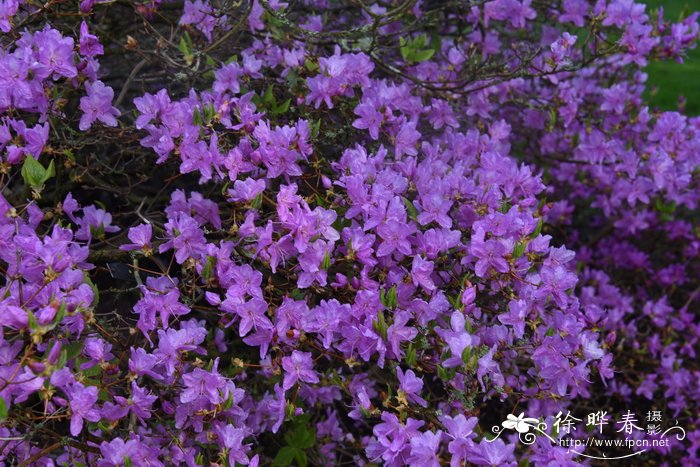 鲜花玫瑰花