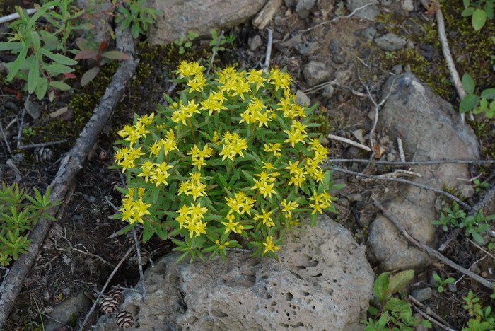 月季花的扦插