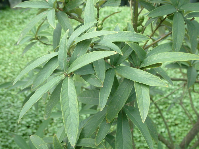 花盆里有虫子