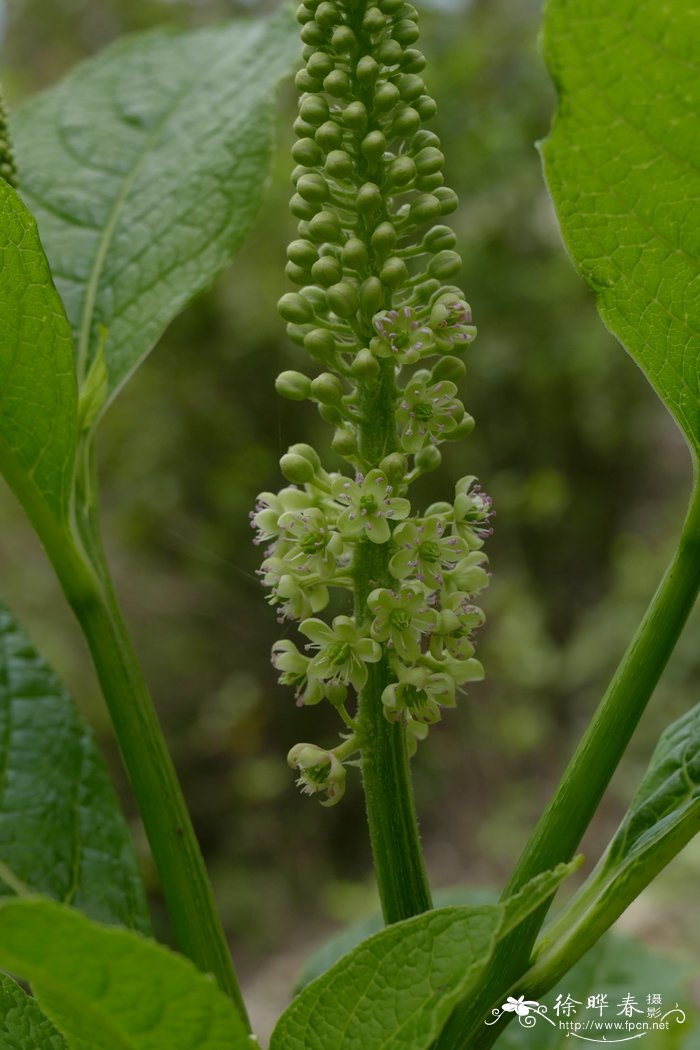 小丽花