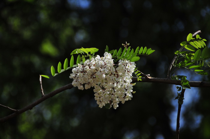 白百合花图片