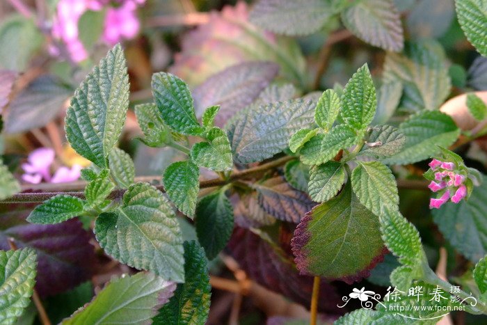 野生荠菜图片