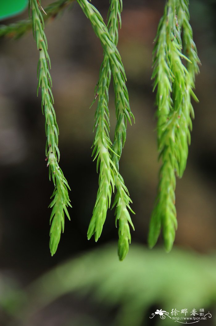 玫瑰花茶价格