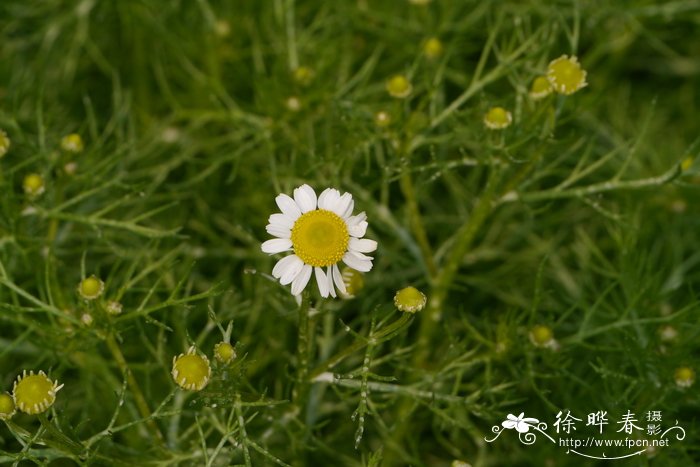 萧山花木网