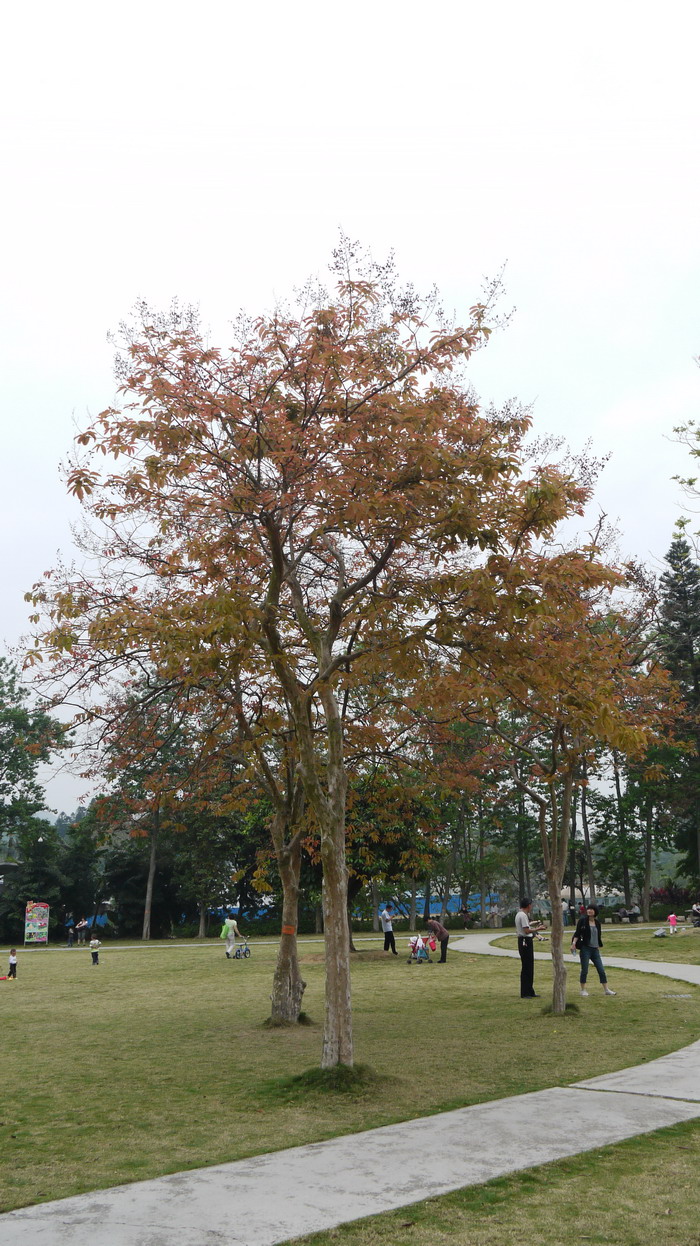 丁香花语