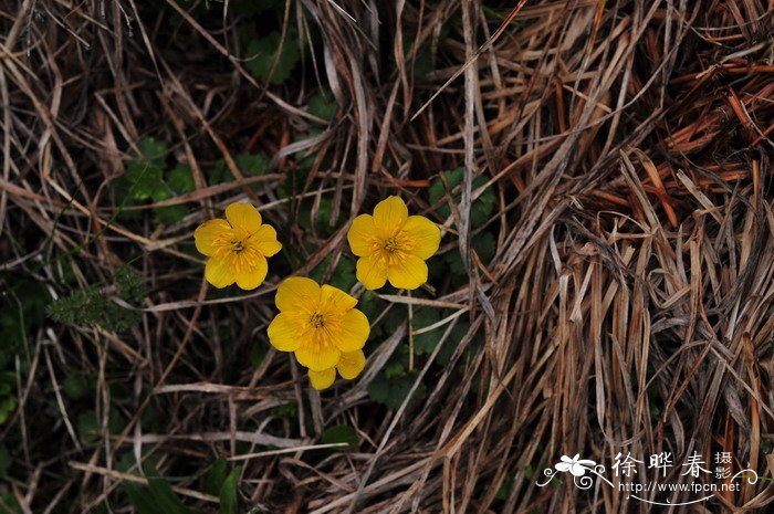 栀子花价格