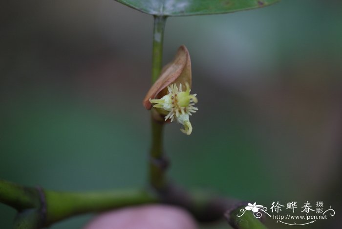 龙血树图片