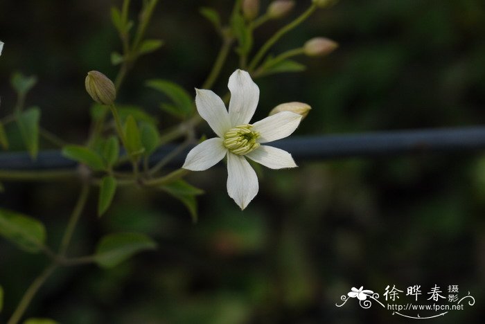 鸭跖草图片