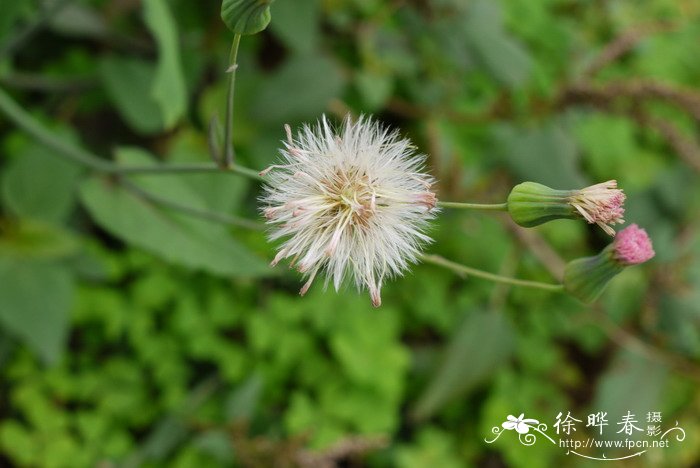 北方秋季植树最佳时间