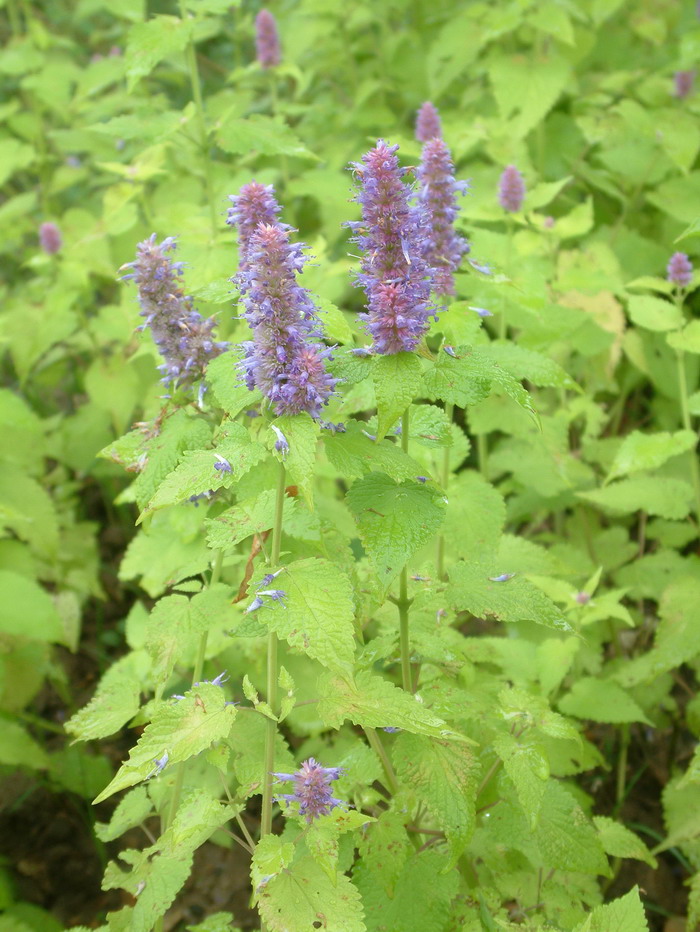 黄木香花为什么叫鬼招手