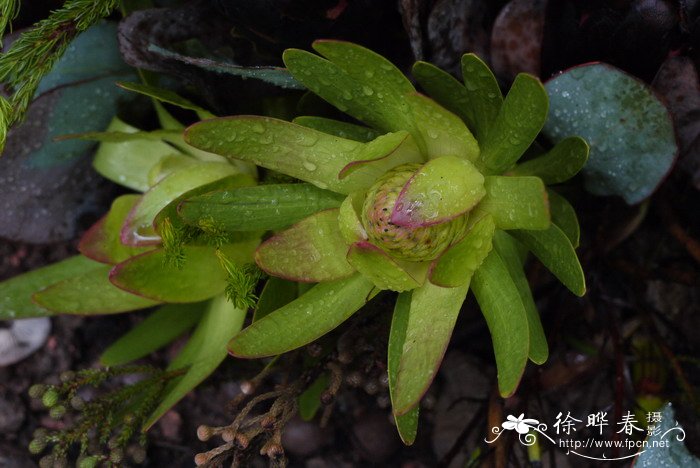 家中不宜养蕨类植物