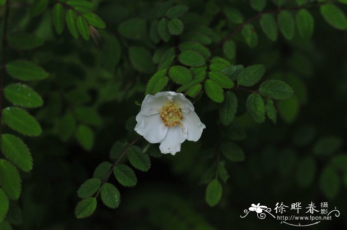 客厅最旺宅的大型植物