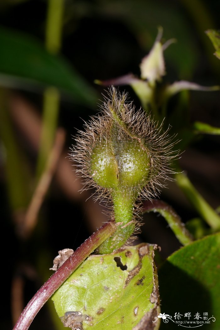 清明节送花