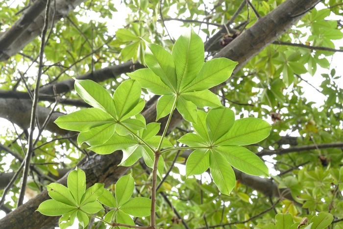 移栽树木怎样提高成活率高