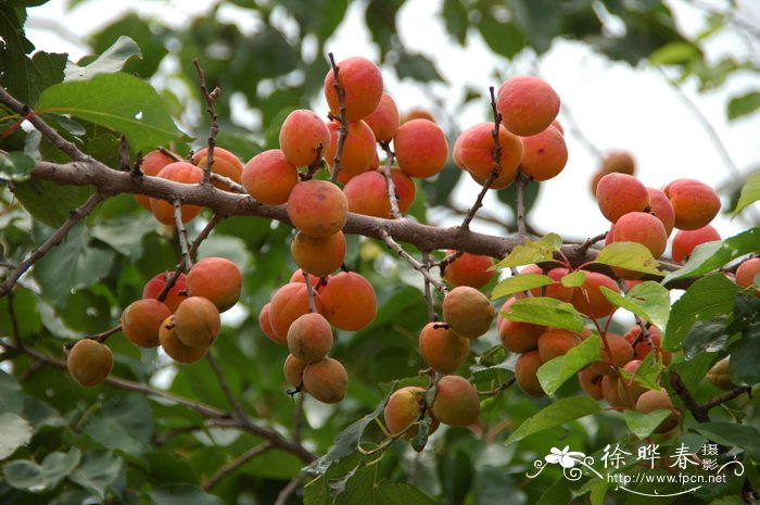 东莨菪碱的作用及功效