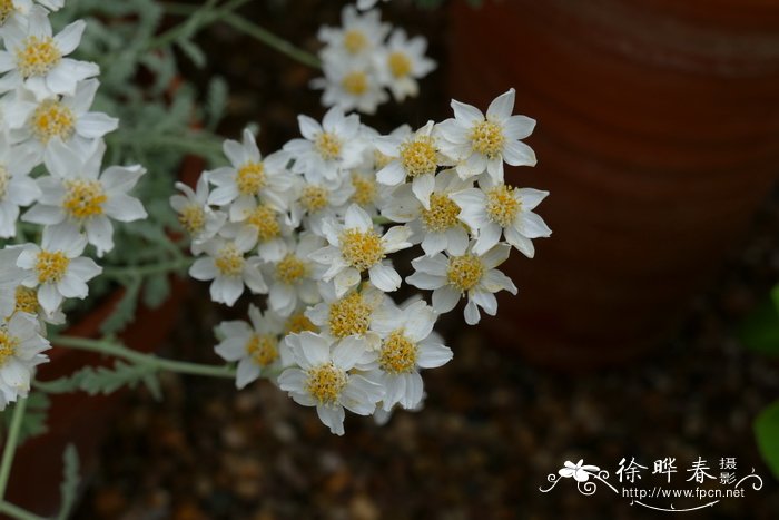 野生荠菜图片