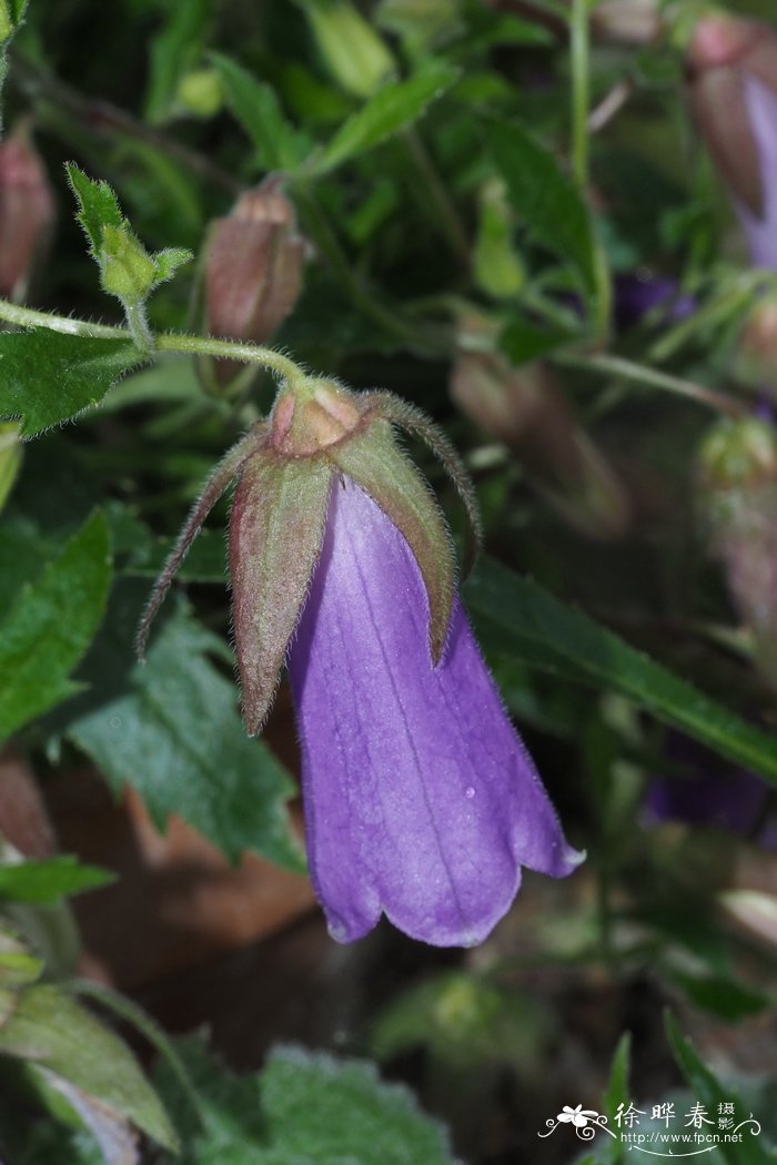 野蔷薇花语