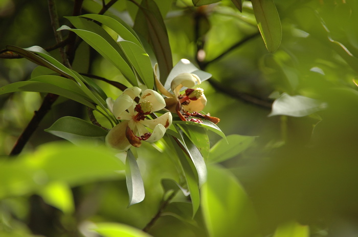 羊茅