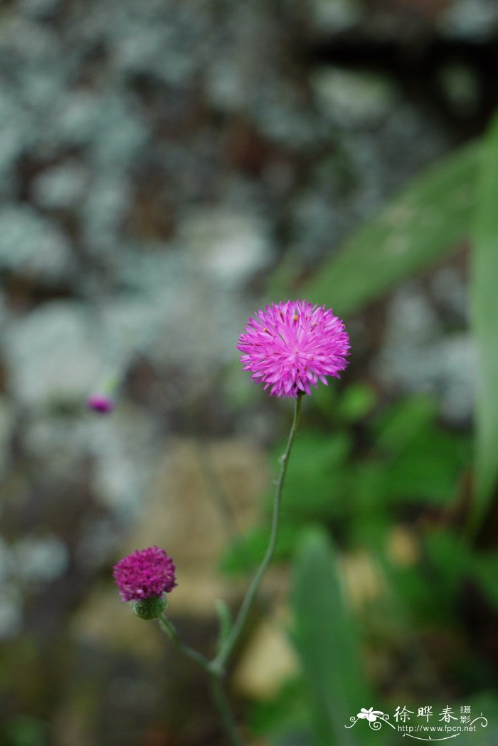 发财树开花吗