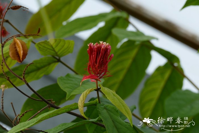 羽绒狼尾草