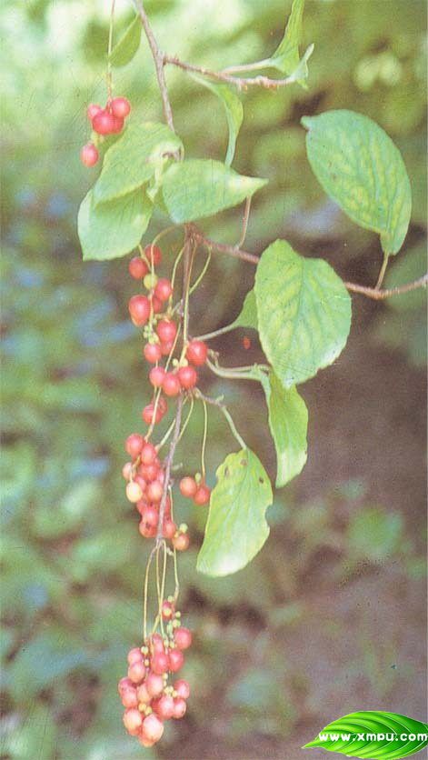 野草莓图片大全