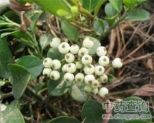 郁金香花语象征与寓意