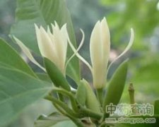 绿叶观赏植物花卉大全