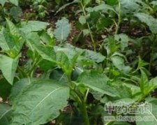 白色郁金香花语是什么意思