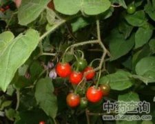 竹子的资料及介绍