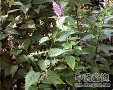 茉莉花春季怎么修剪