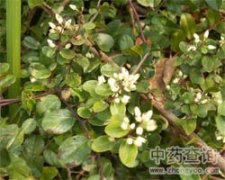 山茶花图片